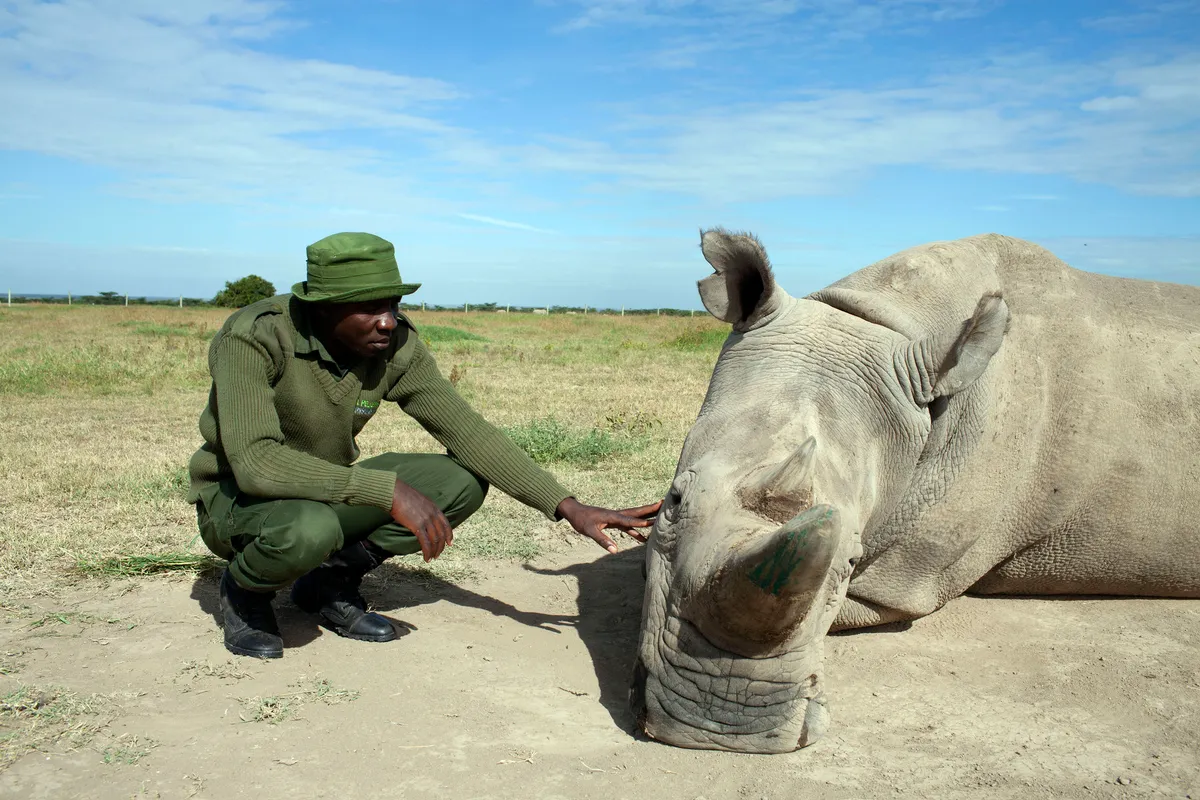 James Mwenda, conservationist at Ol Pejeta Conservancy with one of the two remaining northern white rhinos. © Charlotte Lathane/BBC