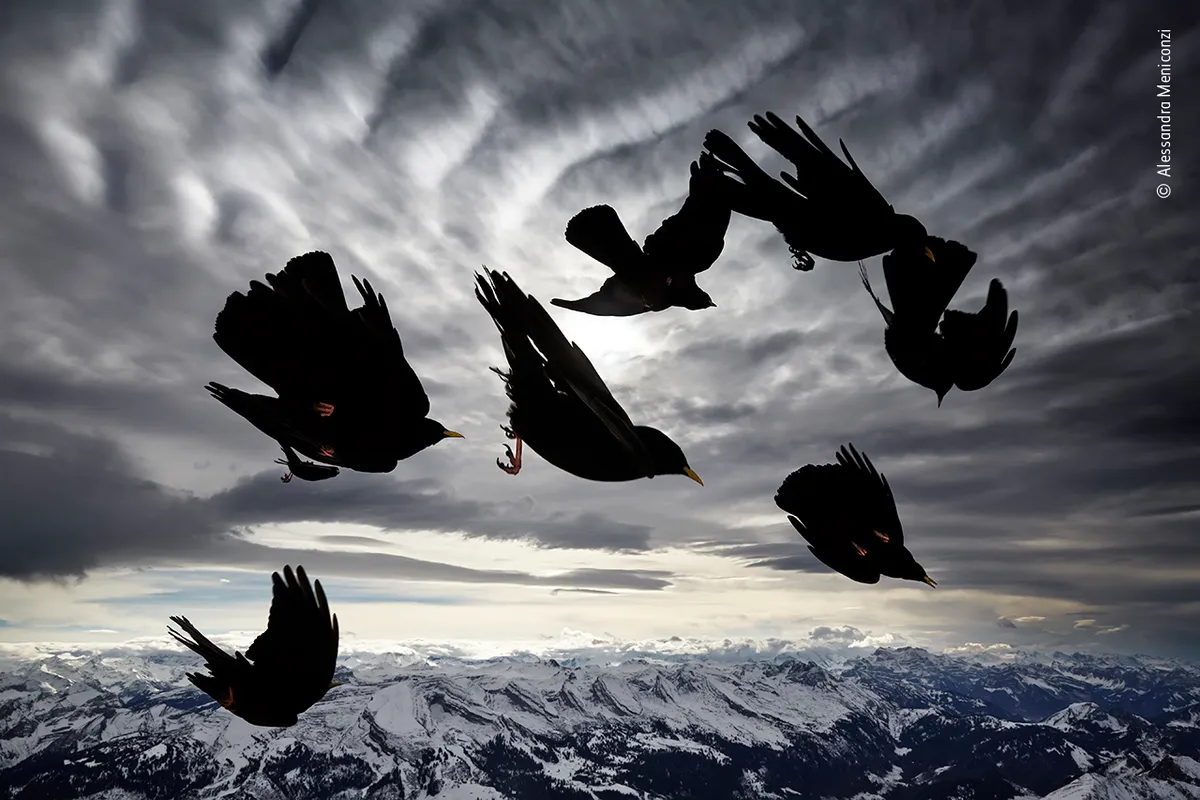 Highly Commended 2020, Behviour: Birds. Wind Birds. © Alessandra Meniconzi/Wildlife Photographer of the Year