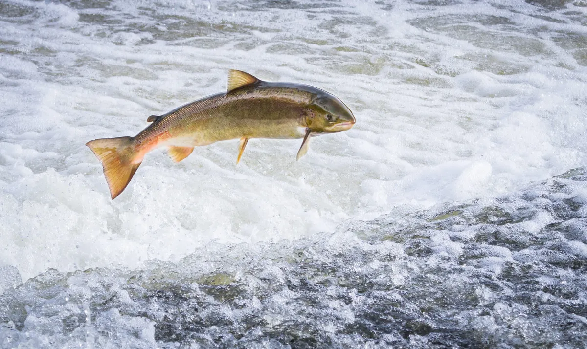 An Atlantic salmon jumps out of the water at the Shrewsbury Weir on the River Severn in an attempt to move upstream to spawn. © Kevin Wells/Getty