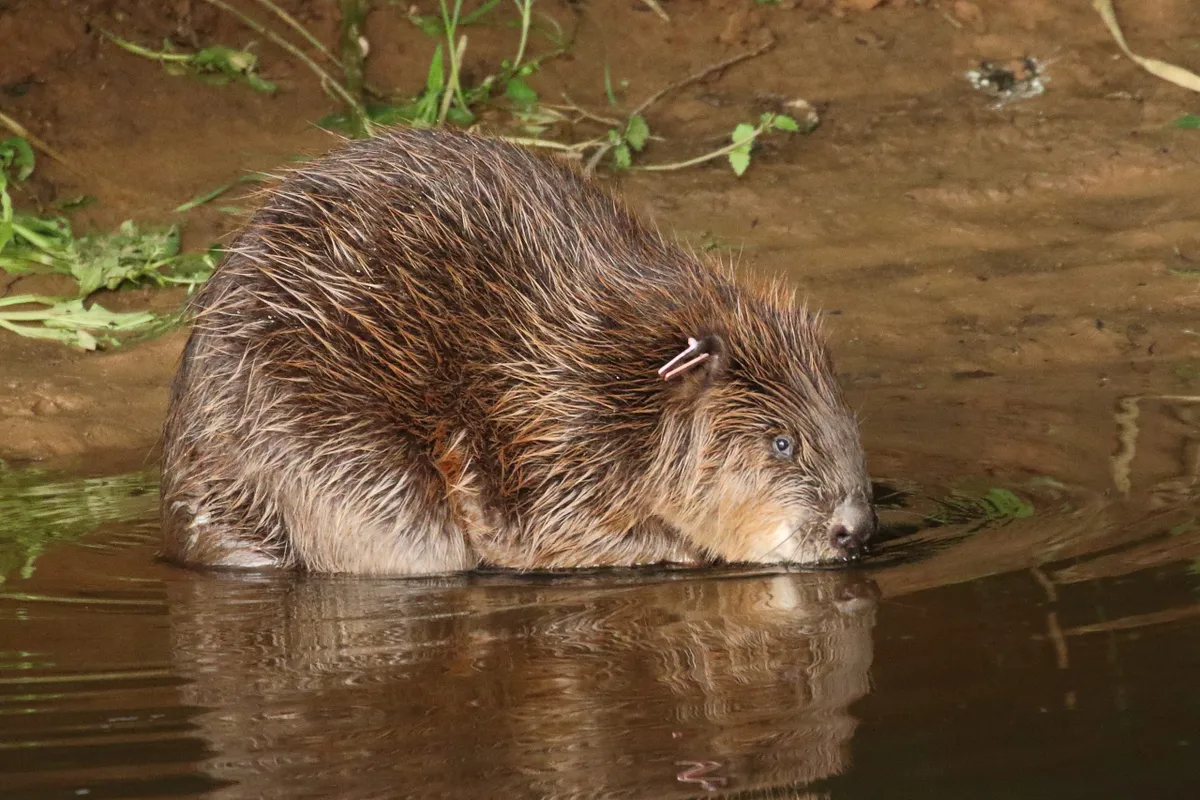 Beaver female/Credit: Mike Symes Devon Wildlife Trust