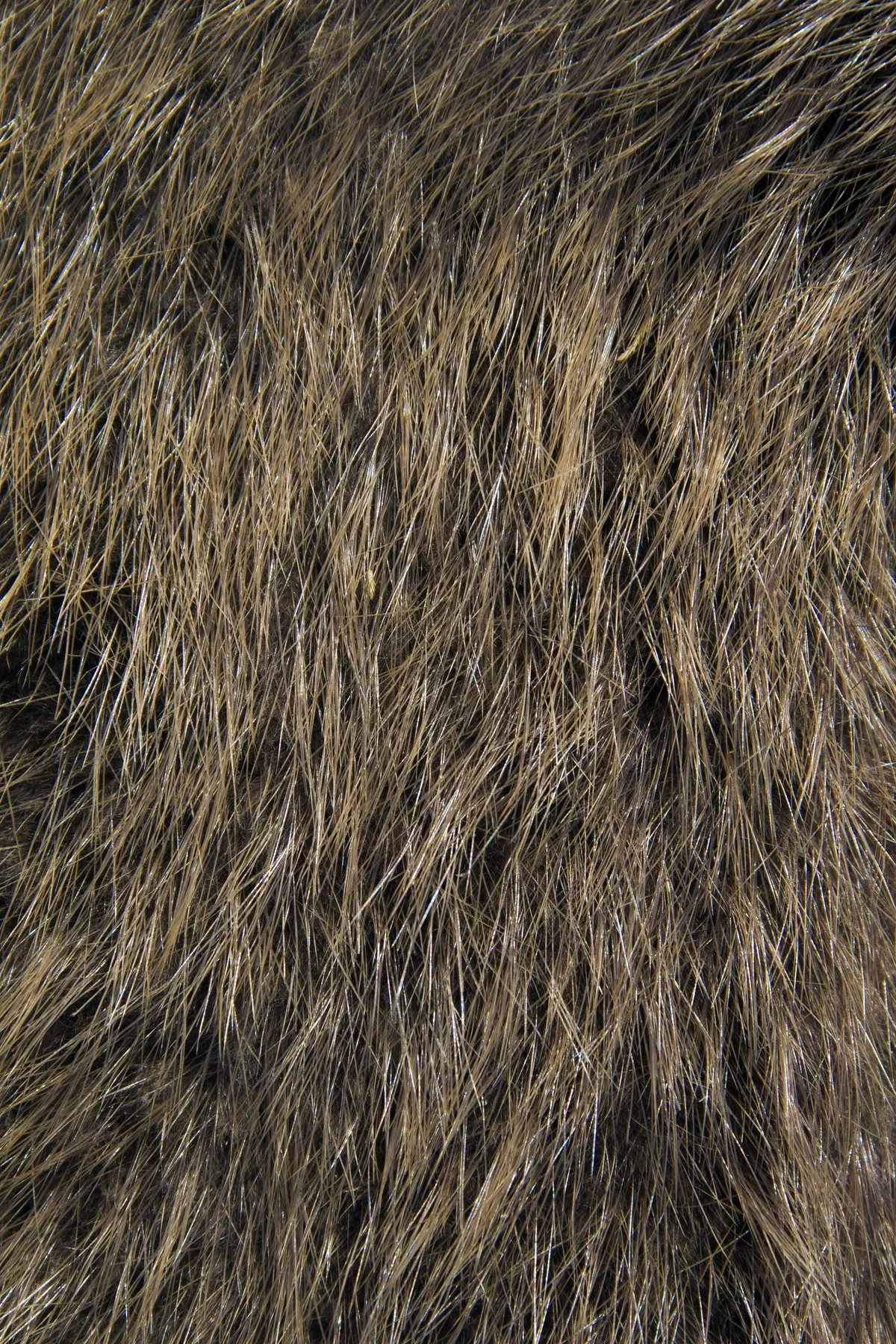 Close up of the fur of a European beaver. © Arterra/Universal Images Group/Getty