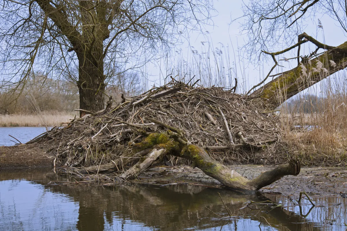 European beaver lodge in the Elbe Valley, Lower Saxony, Germany. © Arterra/Universal Images Group/Getty