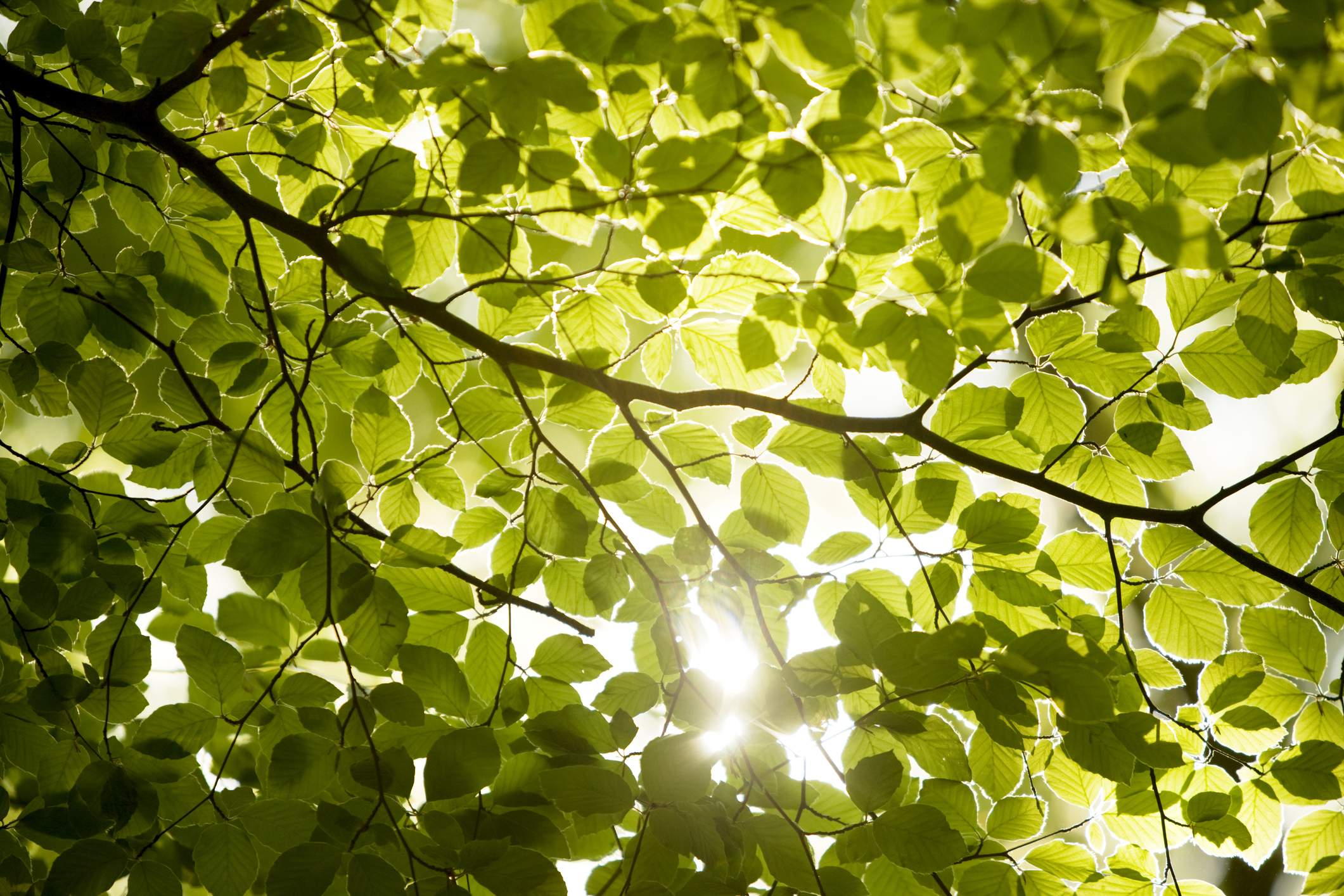 Why do tree leaves turn darker in summer? - Discover Wildlife