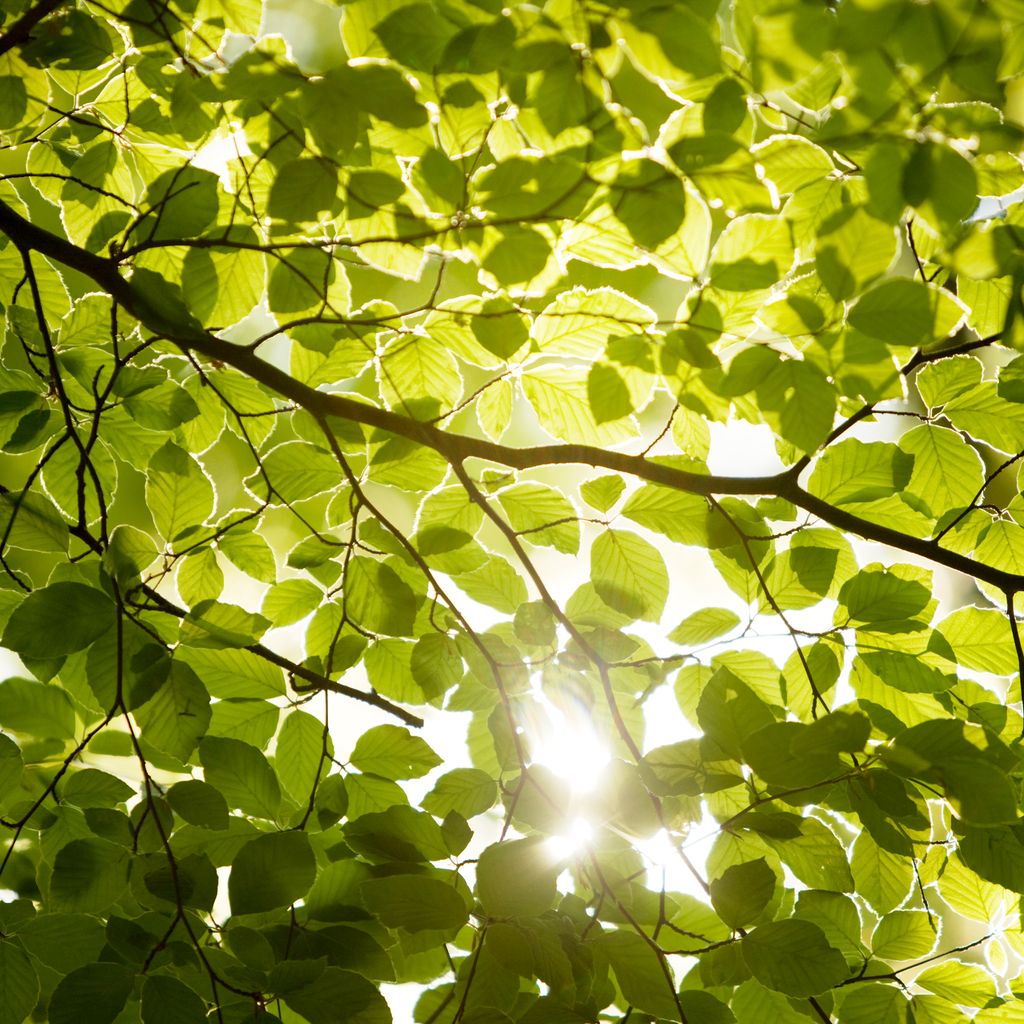 Why do tree leaves turn darker in summer? - Discover Wildlife