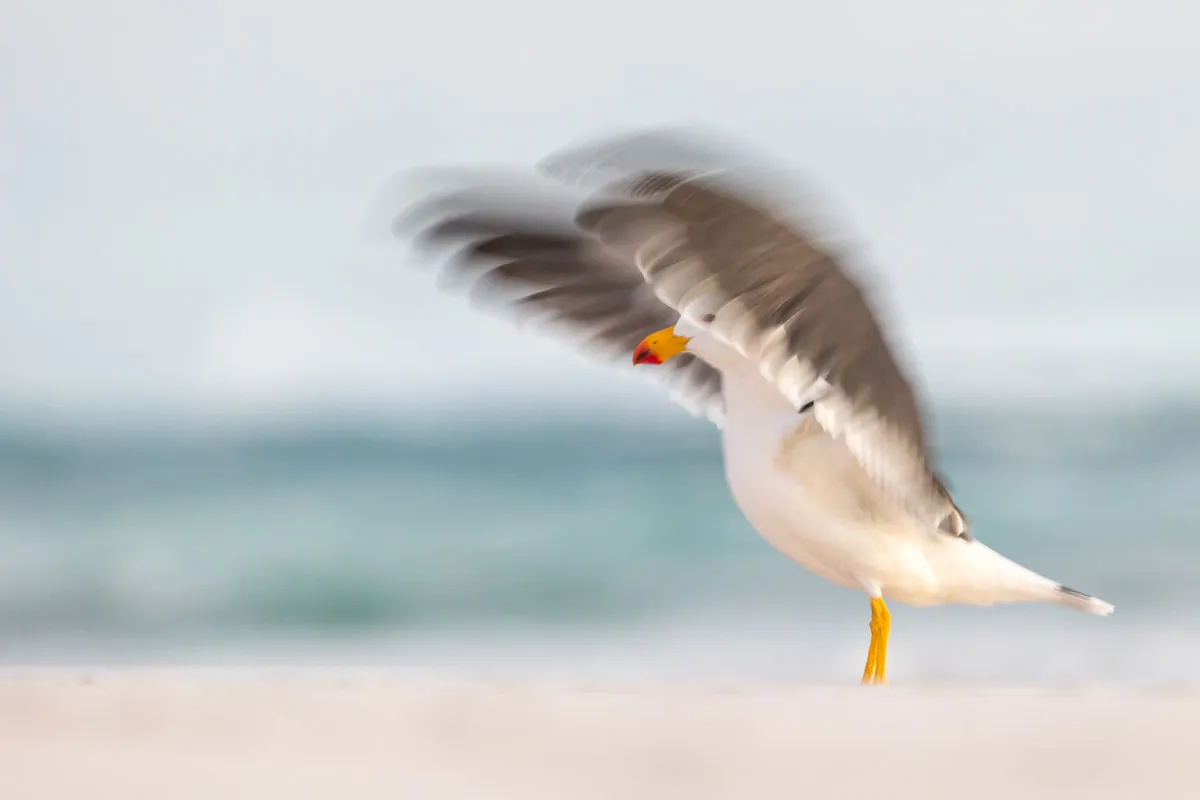 Category: Best Portfolio. Award winner. Pacific gull blur. © Georgina Steytler, Australia