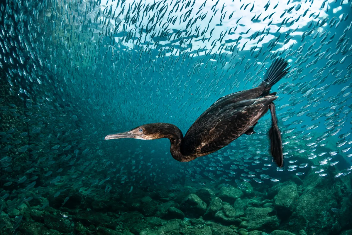Category: Best Portrait. Silver award winner. Cormorant Underwater View. © Greg Lecoeur, France