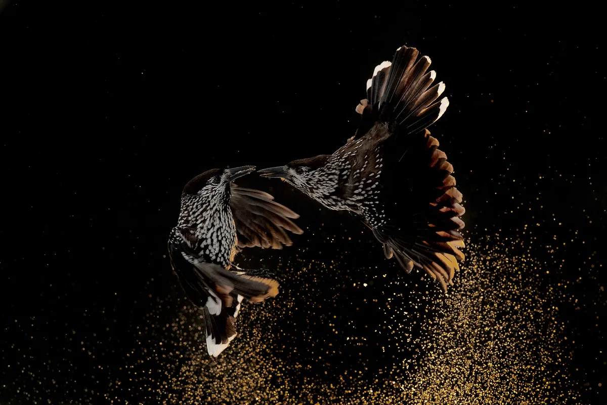 Category: Bird Behaviour. Gold award winner. Nutcrackers Fighting in the Snow. © Roelof Molenaar, the Netherlands