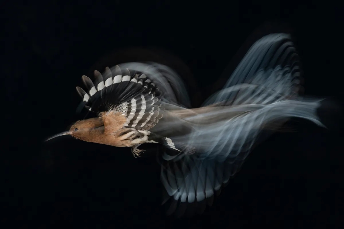 Category: Birds in Flight. Gold award winner. © Gadi Shmila, Israel
