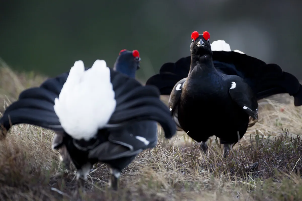 Adult Black Grouse (Tetrao tetrix) males displaying at lekking site in forests of Cairngorms, Scotland, UK.