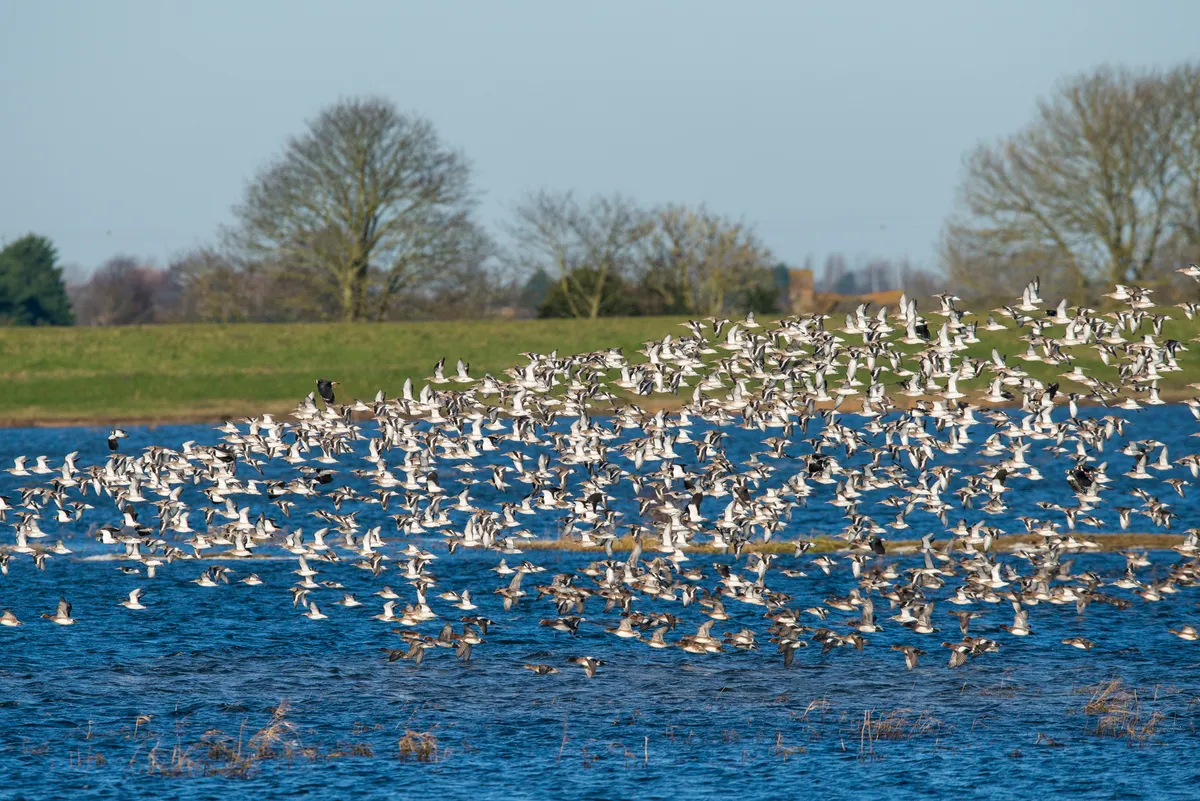 A flock of black-tailed godwits in flight, Ouse Washes, Norfolk, UK. © Mike Powles/Getty