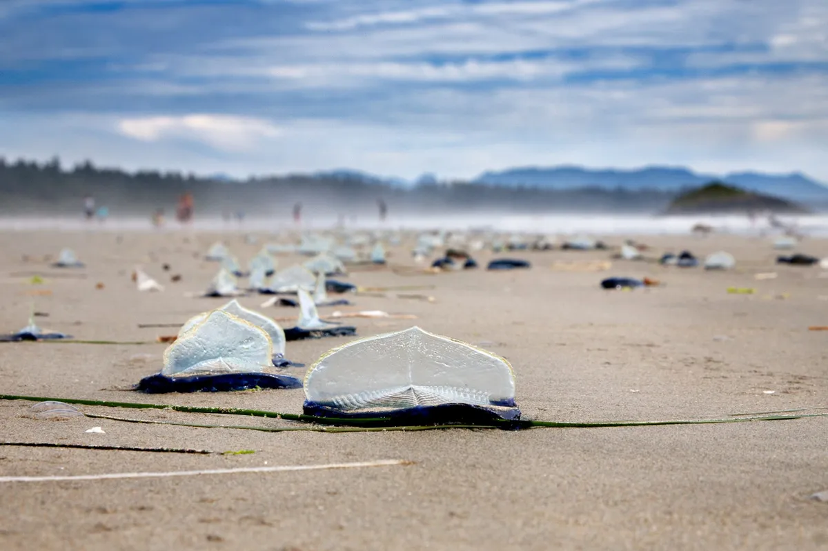 Large number of by-the-wind-sailors washed up on Long Beach, near Tofino, on Vancouver Island, Canada. © James R.D. Scott/Getty