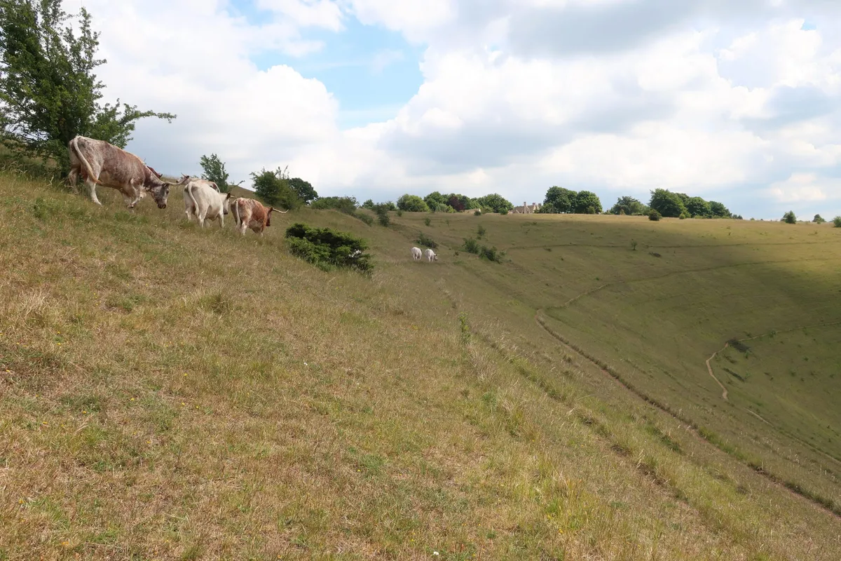 Cattle grazing on Rodborough Common. Credit David Simcox