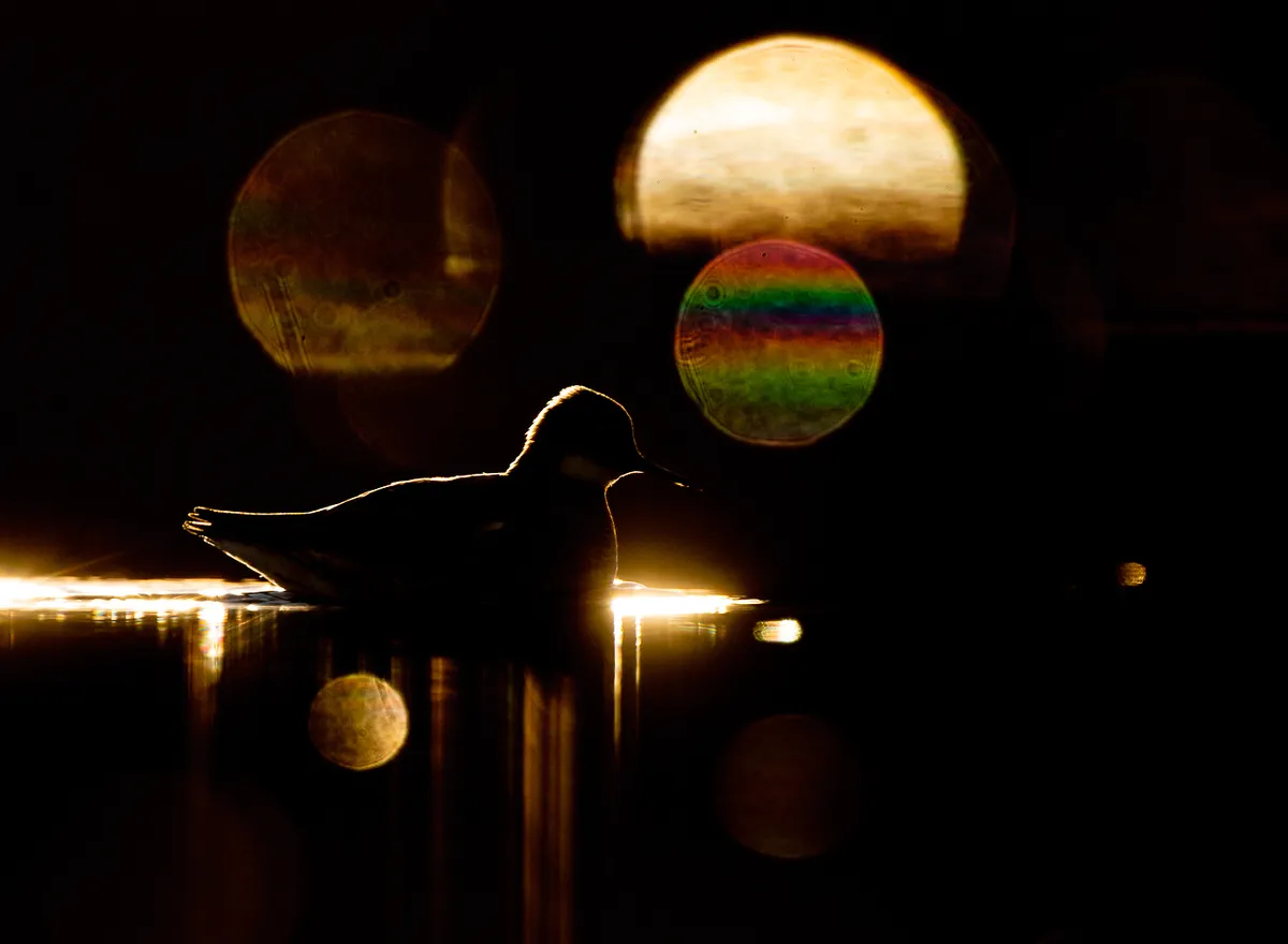 Category: Creative Imagery. Silver award winner. Phalarope Reflections. © Terje Kolaas, Norway
