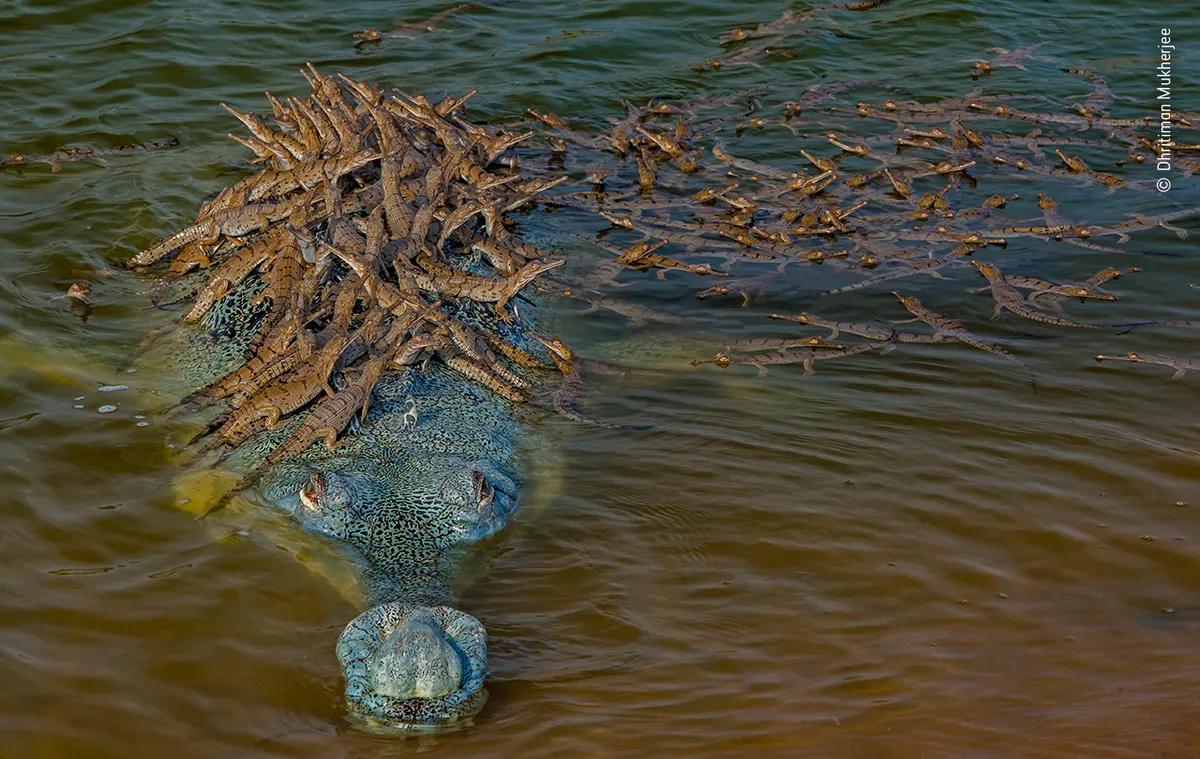 Highly Commended 2020, Behaviour: Amphibians and Reptiles. Head start. © Dhiritiman Mukherjee/Wildlife Photographer of the Year