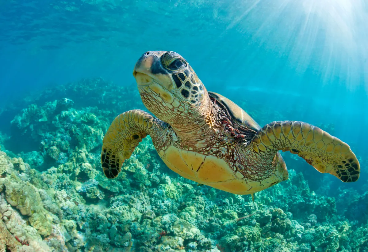 Sea turtle over a coral reef in Hawaii. © BBC