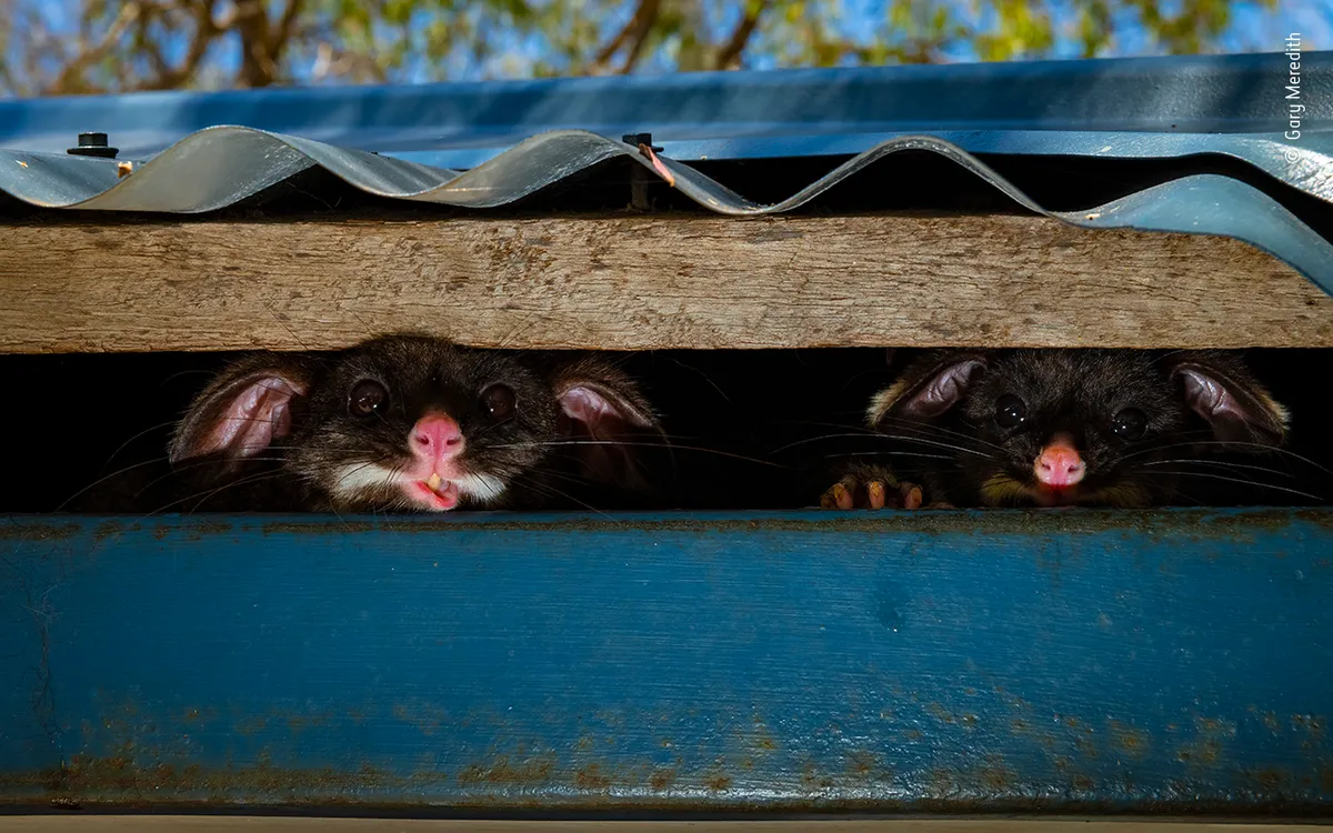 Highly Commended 2020, Urban Wildlife. Peeking possums. © Gary Meredith/Wildlife Photographer of the Year