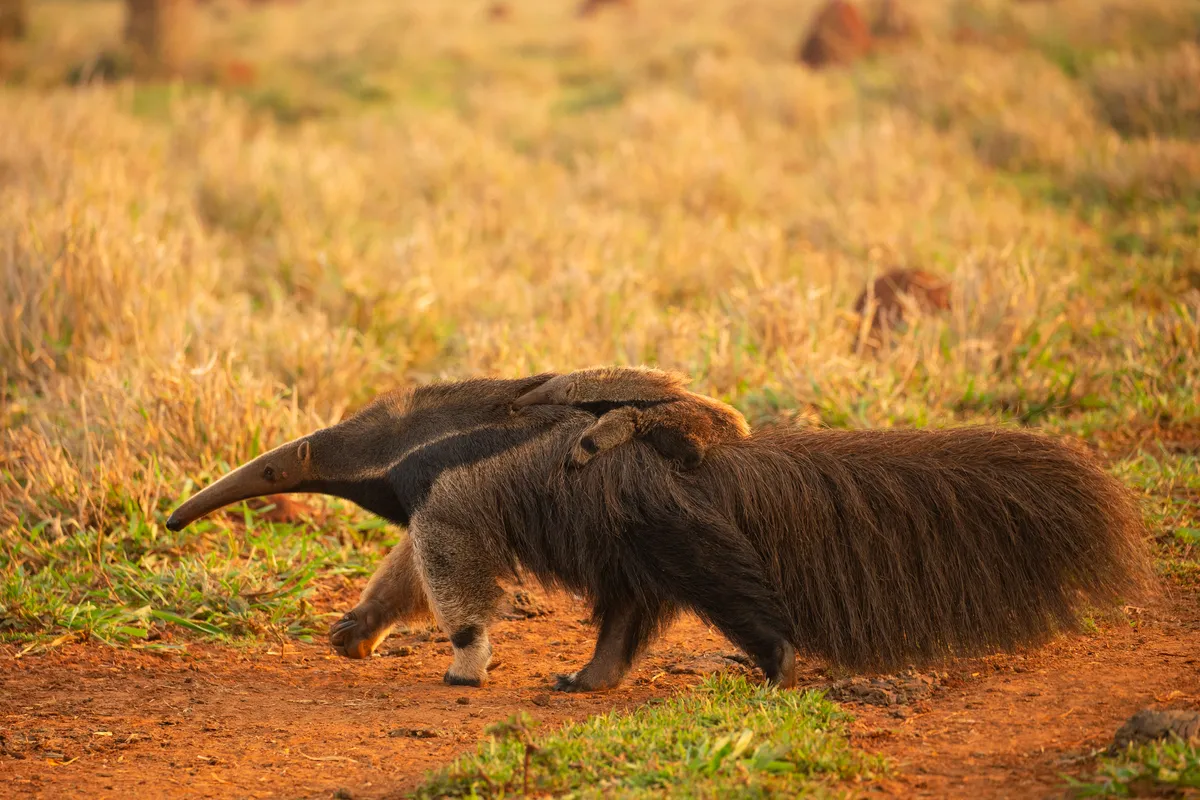 A female giant anteater carries her pup on her back in Brazil, South America. © Mary Ann McDonald/Getty