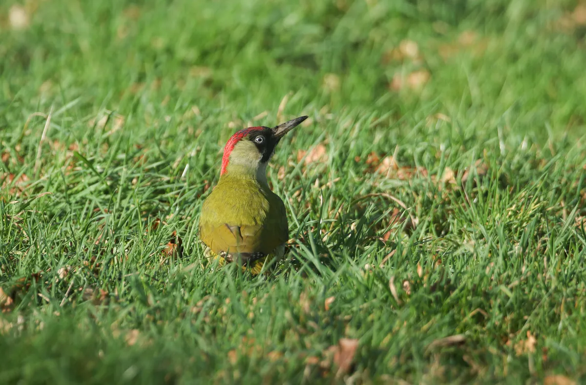 A green woodpecker searching for insects to eat in the grass in a field. © Sandra Standbridge/Getty