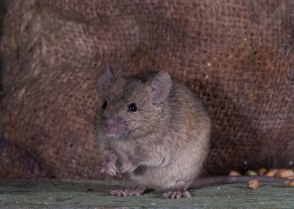 House mouse. © Roy Rimmer/Mammal Society