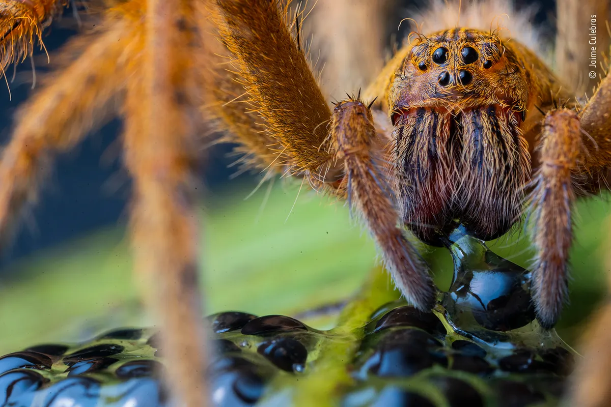 Highly Commended 2020, Behaviour: Invertebrates. The spider's supper. © Jaime Culebras/Wildlife Photographer of the Year