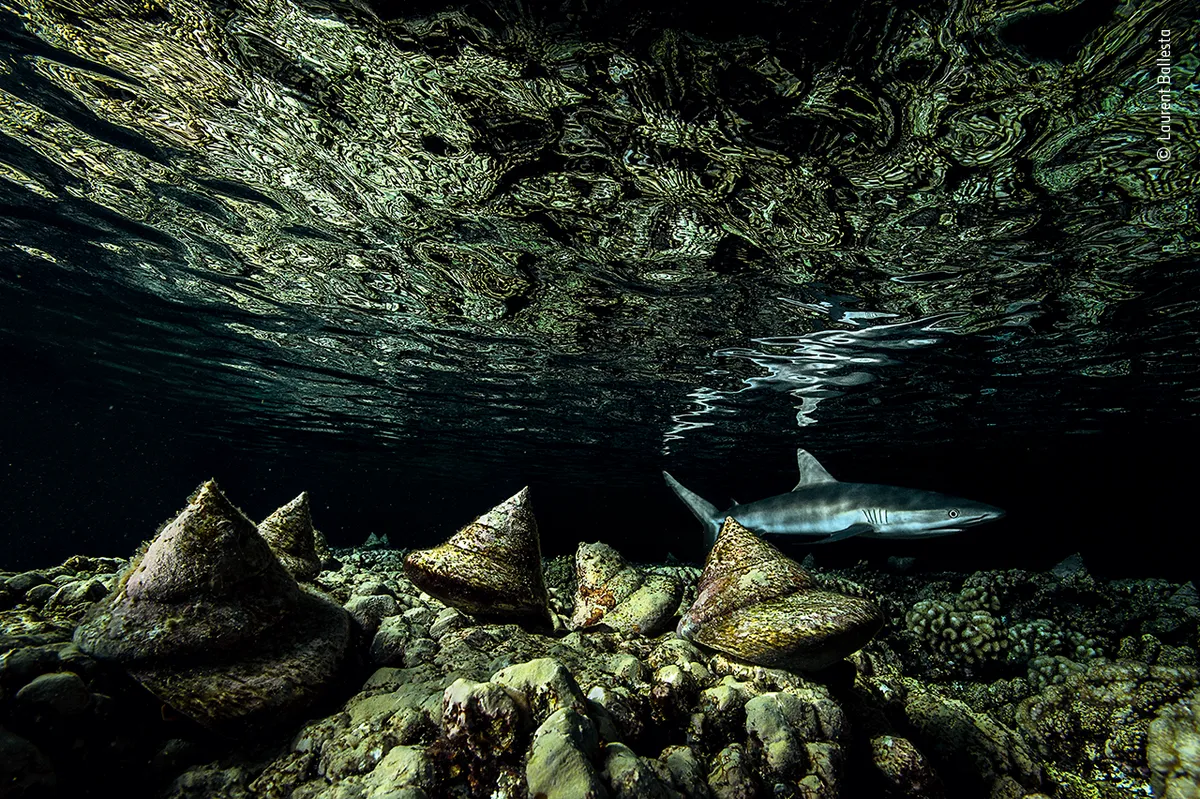 Highly Commended 2020, Under Water. The night shift. © Laurent Ballesta/Wildlife Photographer of the Year