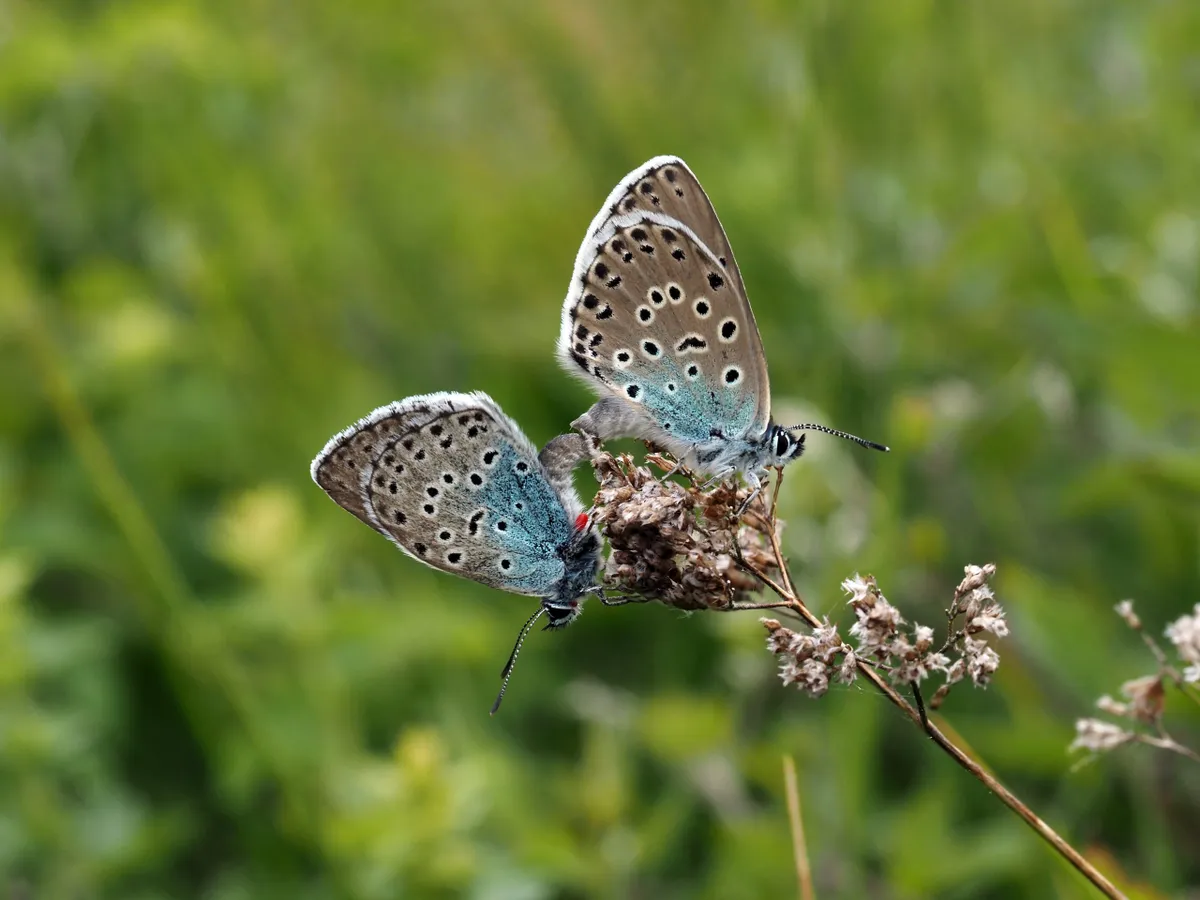 Mating pair of large blue butterflies on Rodborough Common. Credit Sarah Meredith