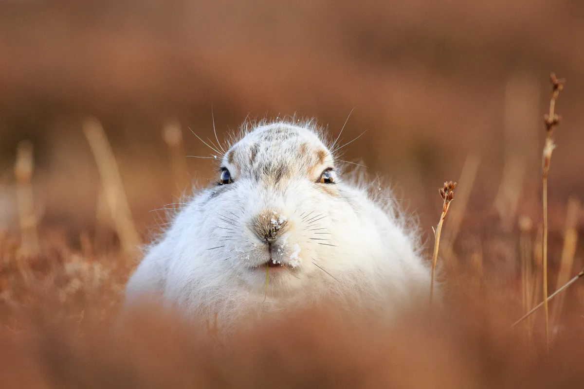 White Mountain Hare in Brown Heather in the Scottish Highlands, Getty