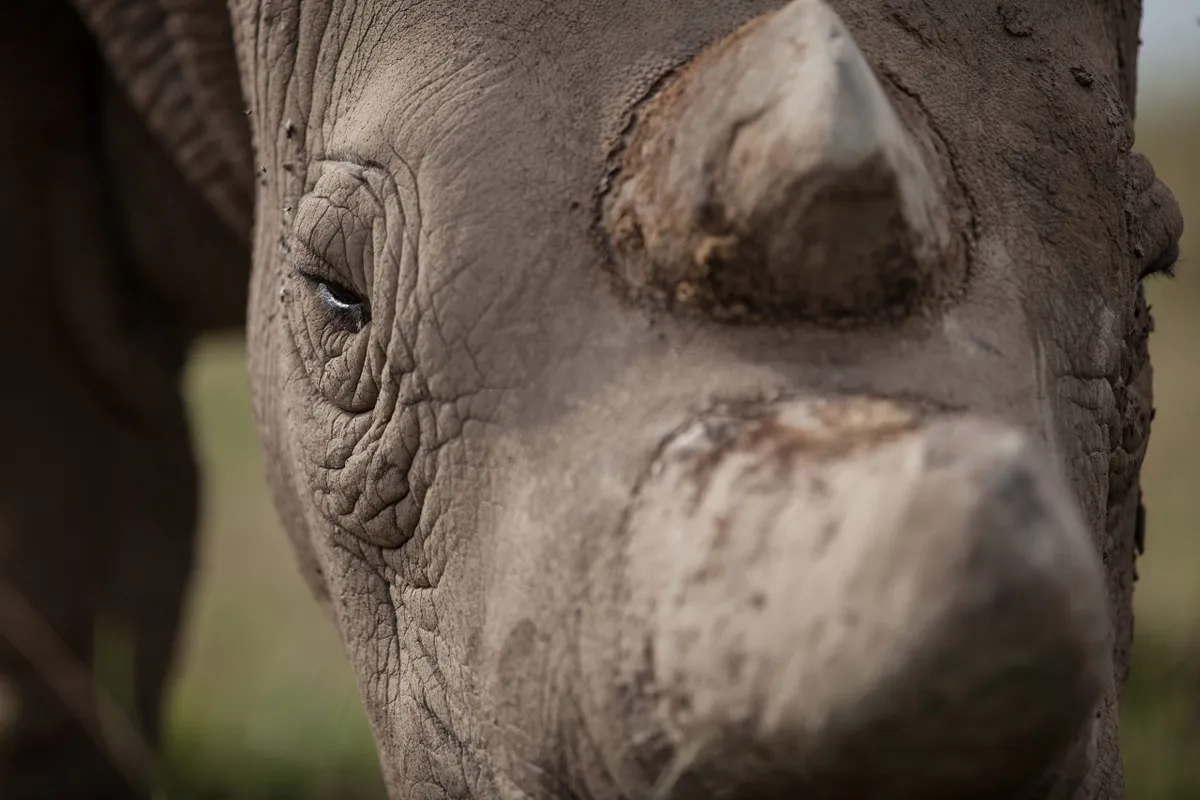 Najin, a northern white rhino female, was born in captivity in 1989. © Nichole Sobecki for The Washington Post via Getty