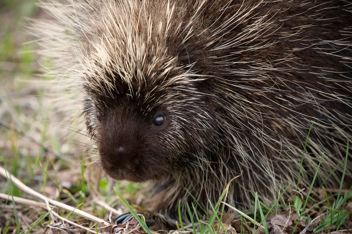 A North American porcupine on the forest floor in northern Michigan. Porcupines are also rodents. © Ben Neumann/Getty