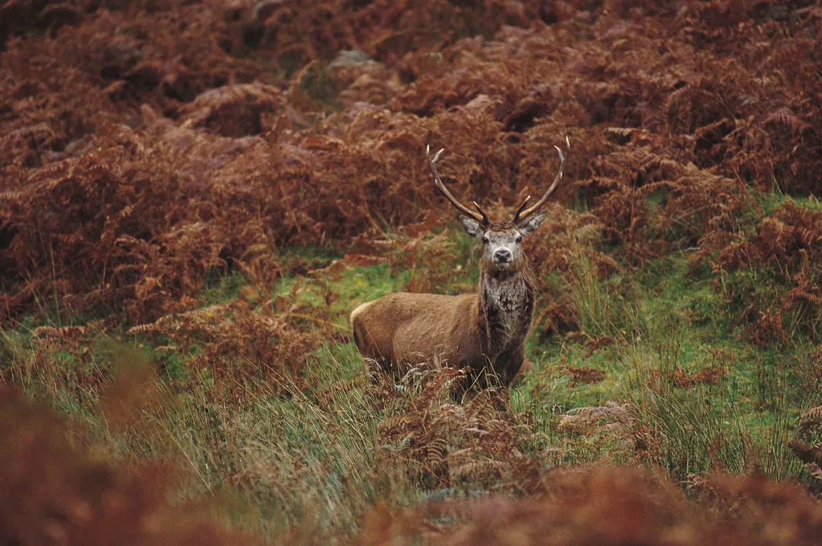Red deer /Credit: Paul Tomkins, VisitScotland