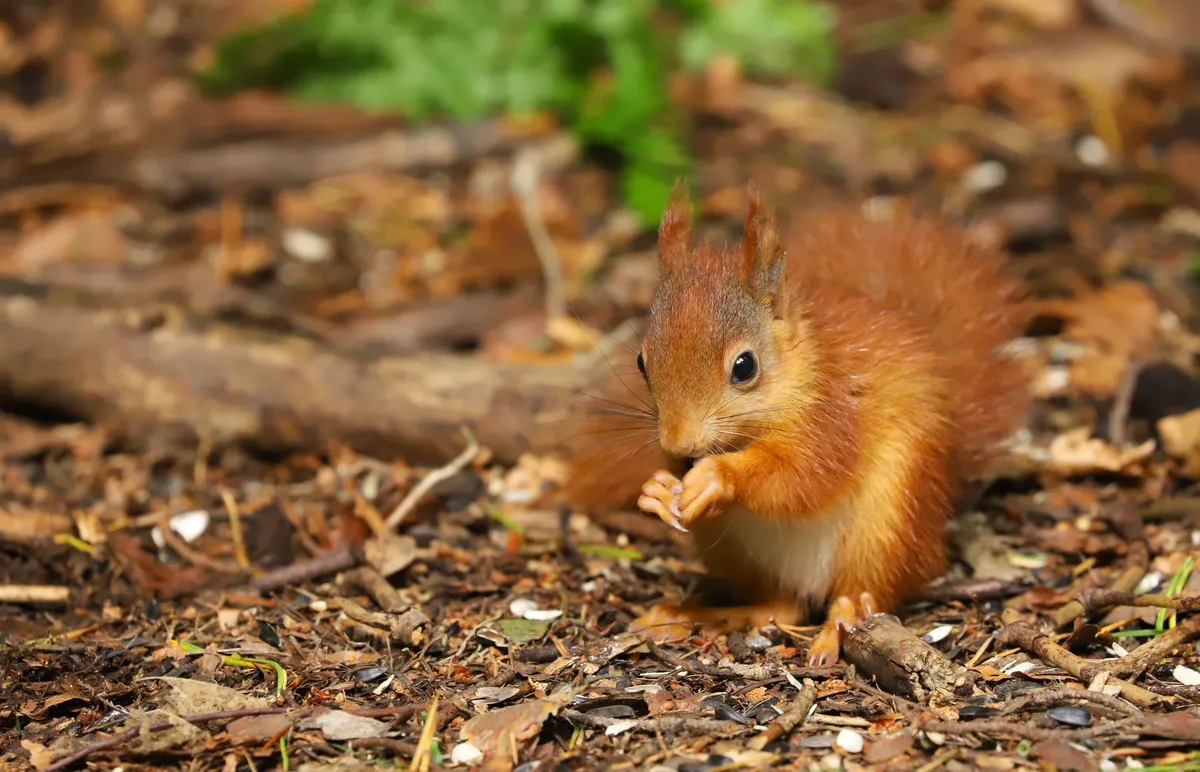 A baby red squirrel on Anglesey Island in North Wales, UK. © Helen Davies/Getty