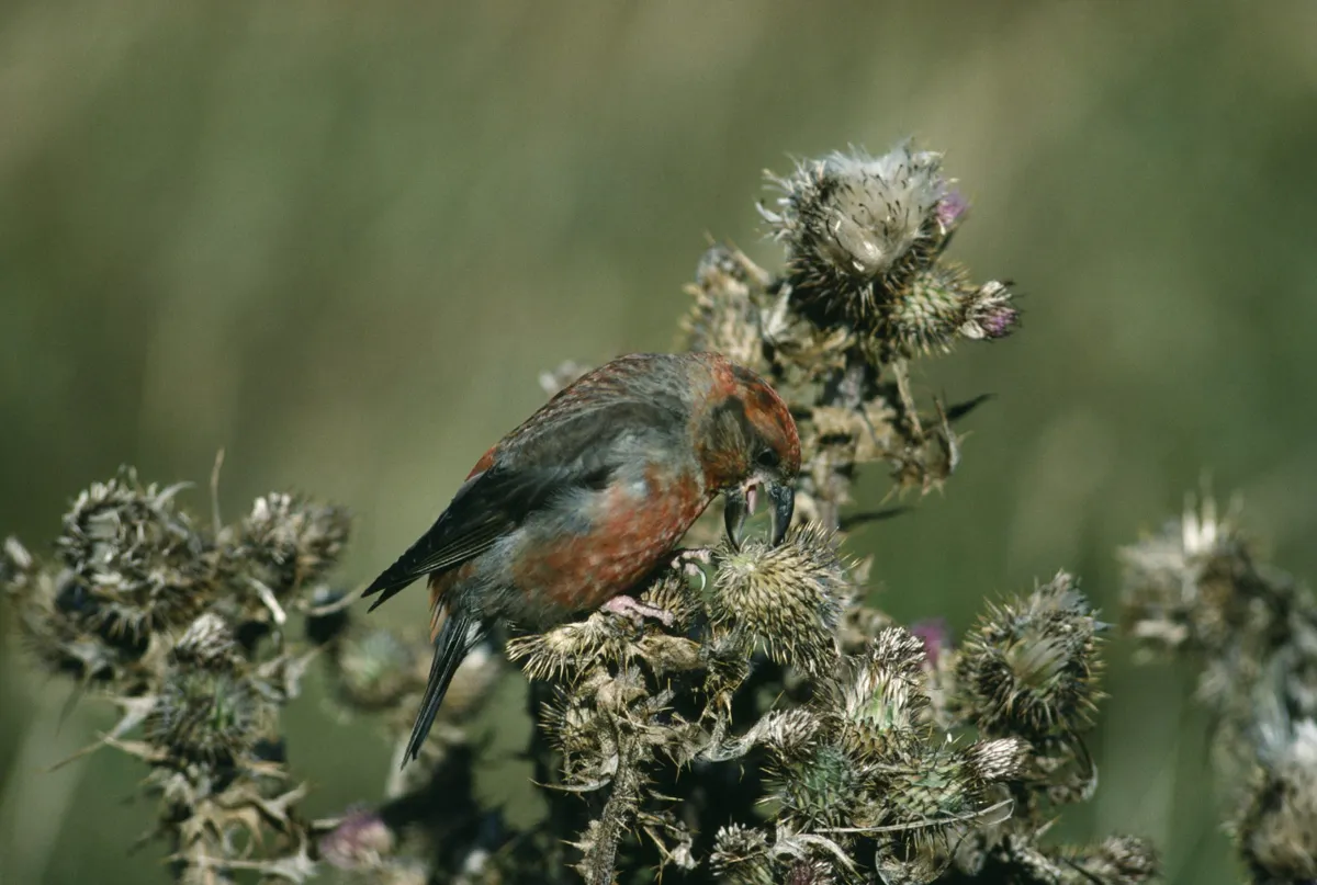 rossbill, Loxia curvirostra, adult male feeding on thistle seeds, Shetland, Getty Images