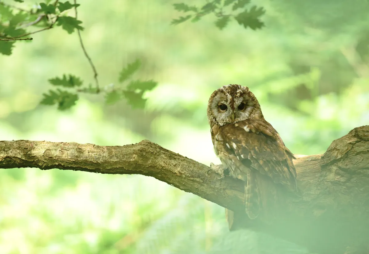 An adult tawny owl perched on tree branch in Nottinghamshire, England, UK. © RSPB Images