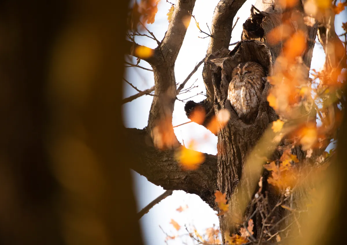 An adult tawny owl roosting during the daytime in a hole in an oak tree in Suffolk, England, UK. © RSPB Images