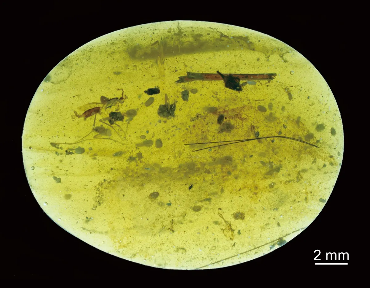 Beside a few insects, thirty-nine ostracod crustaceans were entrapped in this tiny piece of Cretaceous amber found in Myanmar. © He Wang and Xiangdong Zhao