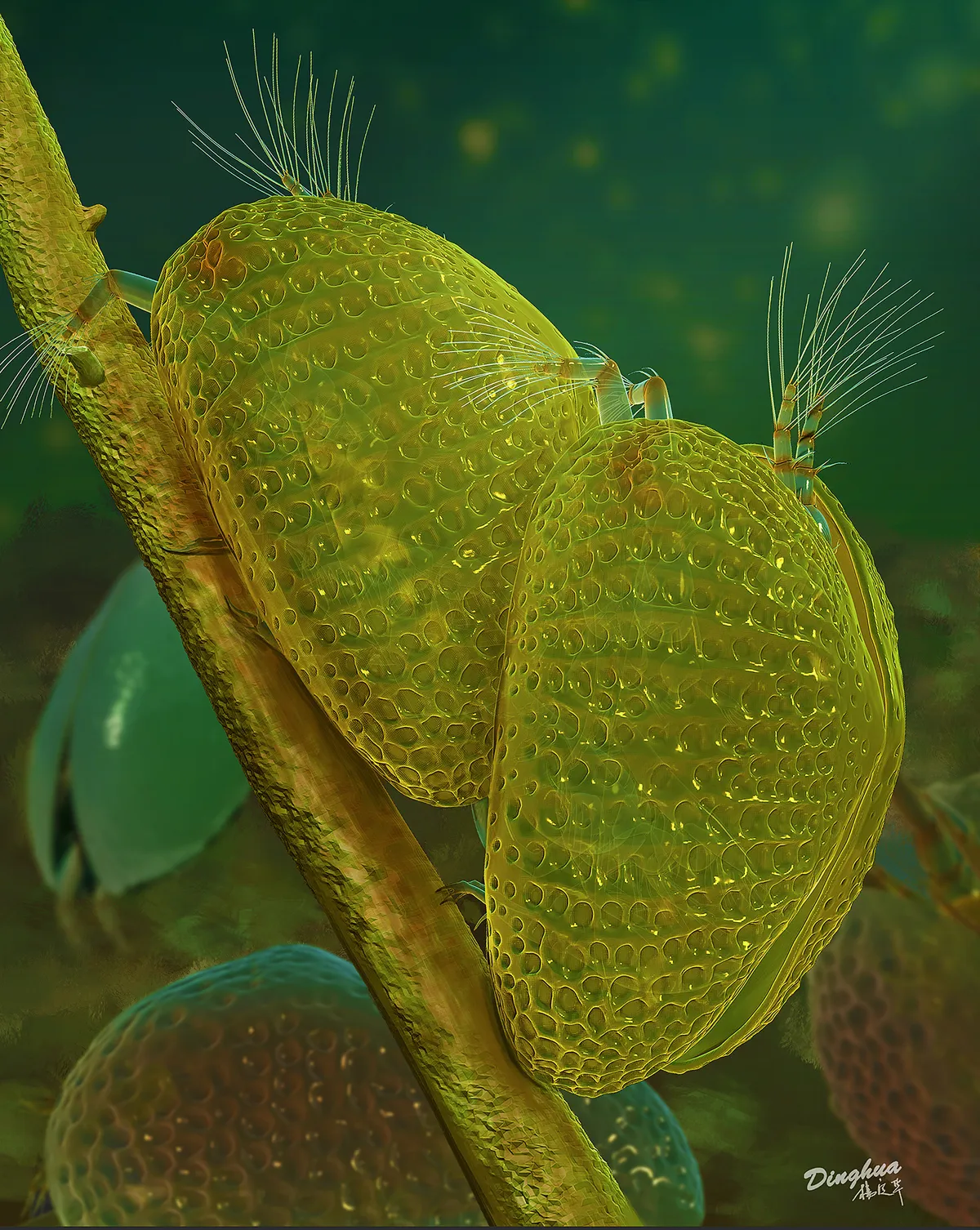 Artist’s reconstruction of the Cretaceous ostracod crustacean Myanmarcypris hui male (right) and female (left) during mating. © Dinghua Yang