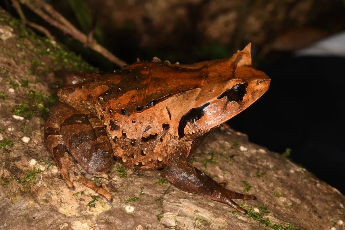 Ananm horned frog adult. © Luan Thanh Nguyen