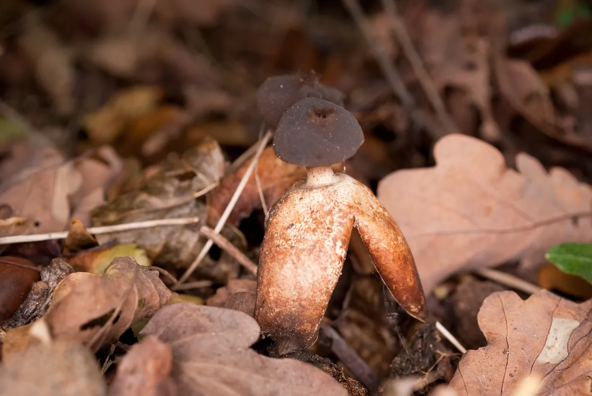 Arched earthstar. © Lukas Large (via Flickr under CC BY-SA 2.0)