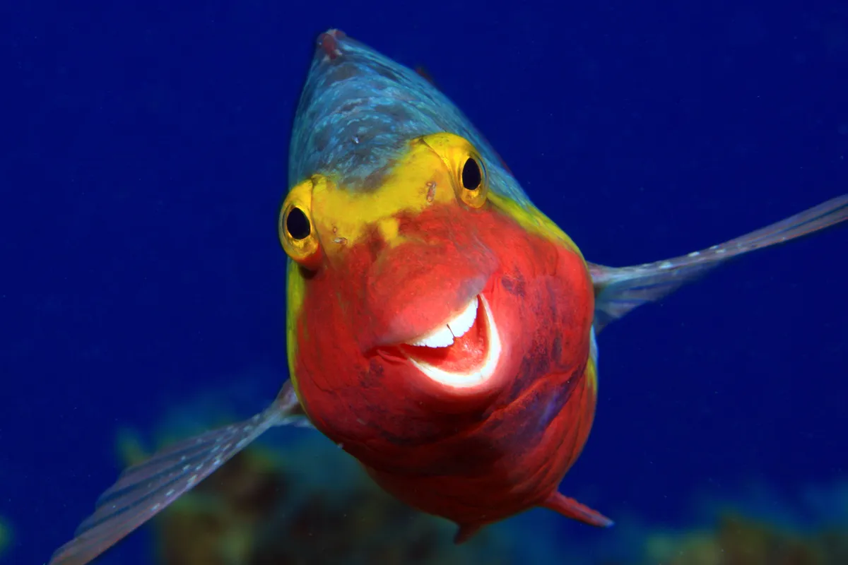 Smiley: Mediterranean parrotfish in El Hierro, Canary Islands. © Arthur Telle Thiemenn