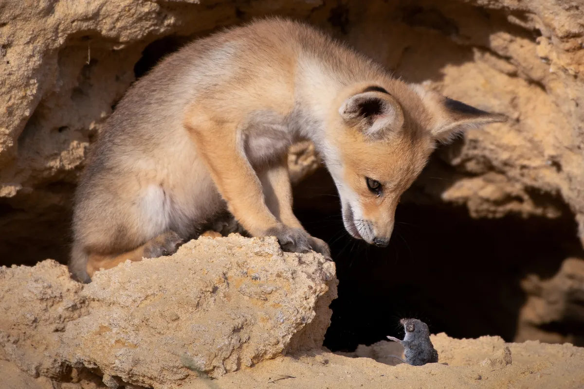 Tough negotiations: red fox in Israel. © Ayala Fishaimer