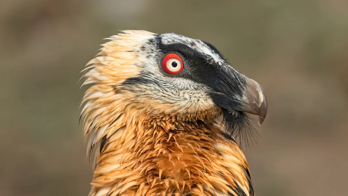 Bearded vulture. © Hansruedi Weyrich
