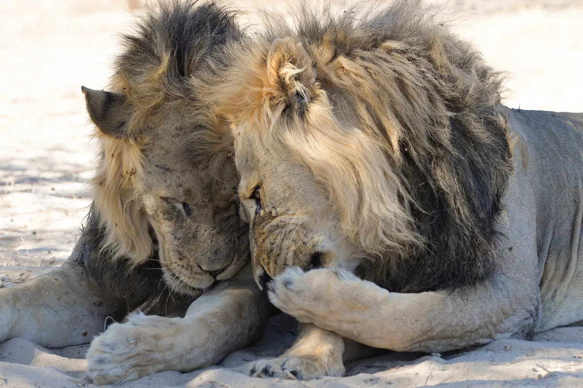 Spreading the wildlife gossip: African lions in the Kalahari desert. © Bernhard Esterer (South Africa)
