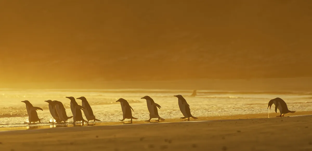 I could puke: gentoo penguins in the Falkland Islands. © Christina Holfelder (Germany)