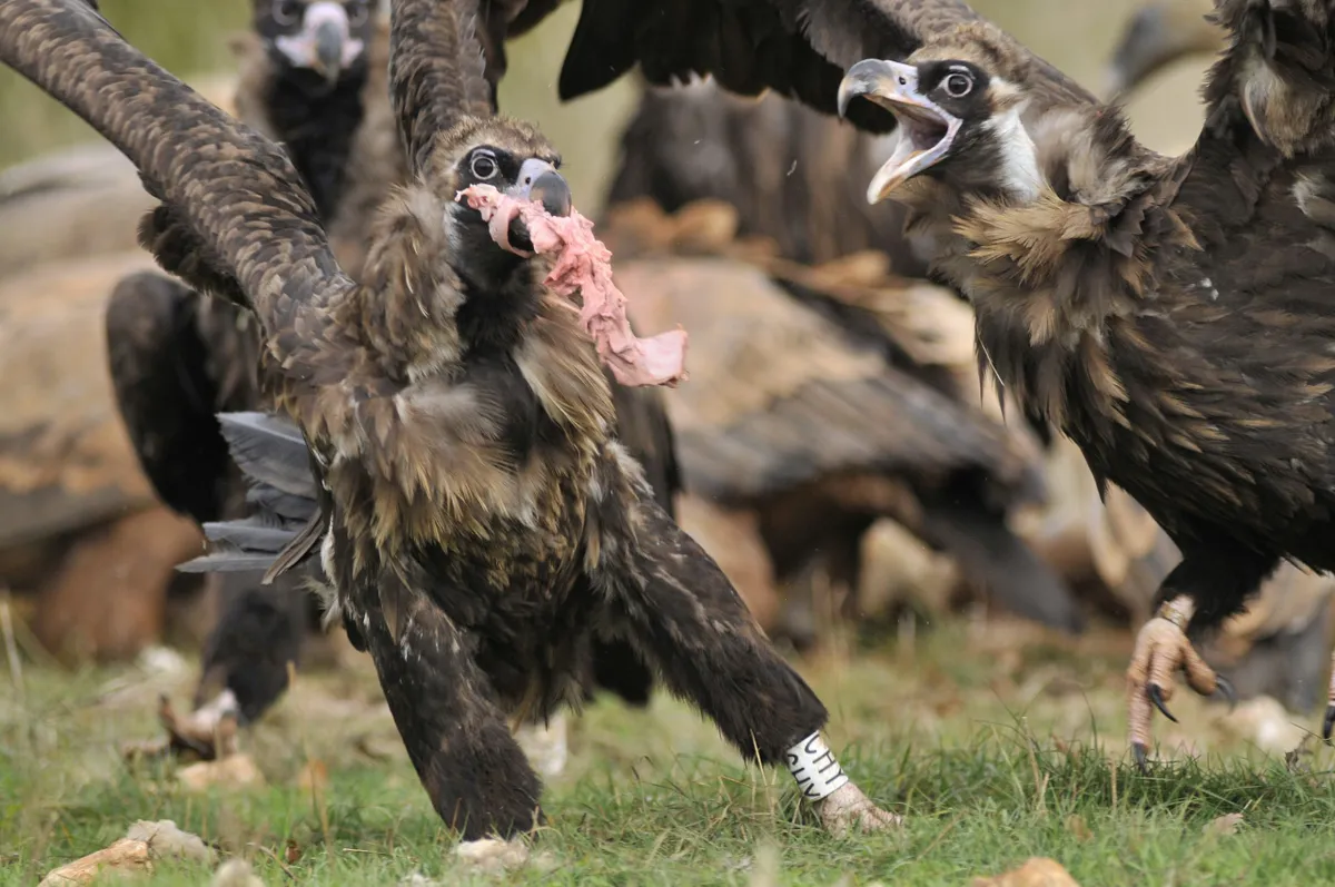 Feeding cinereous vultures. © Bruno Berthemy