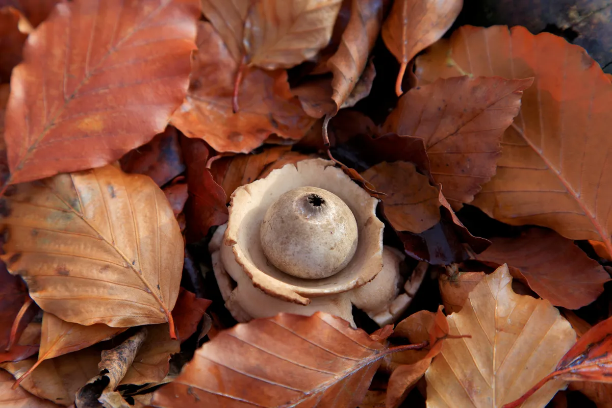 Collared earthstar in Thetford Forest, Norfolk, UK. © Dave Porter/Getty