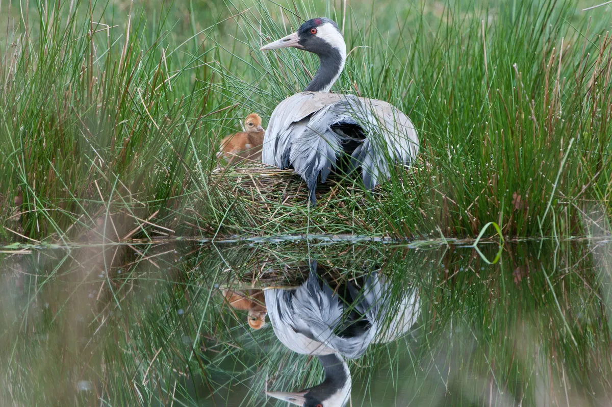 A female common crane at the nest with a one day old chick, in Norfolk, UK. © Mike Powles/Getty