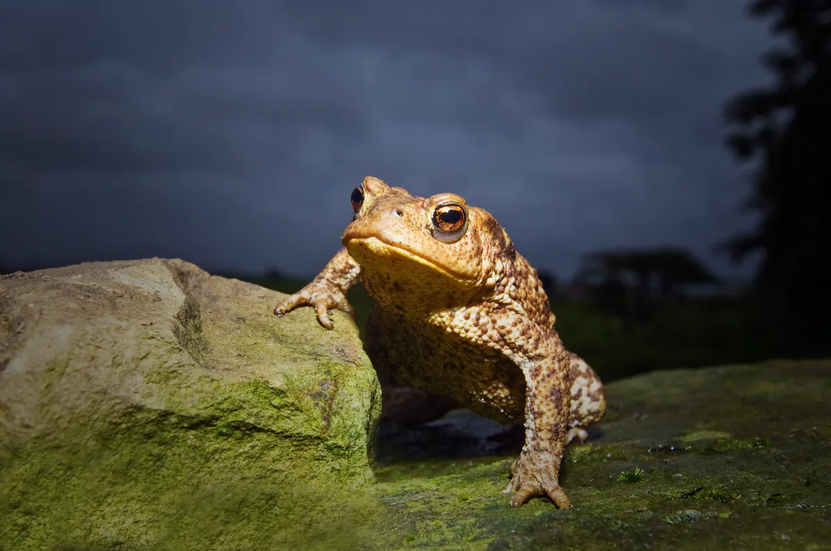 Common toad in Devon, UK. © Mike Hill/Getty