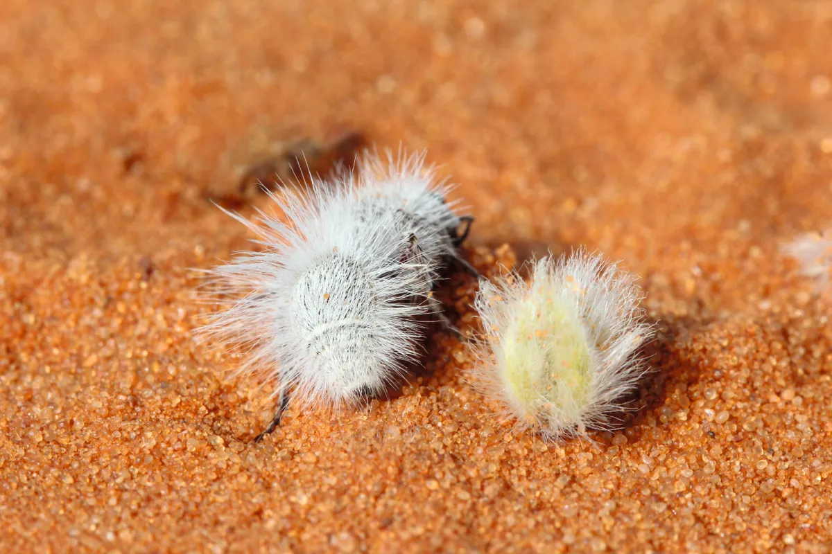 A thistledown velvet ant (left) and the fruit of a creosote bush (right). © Joseph S. Wilson