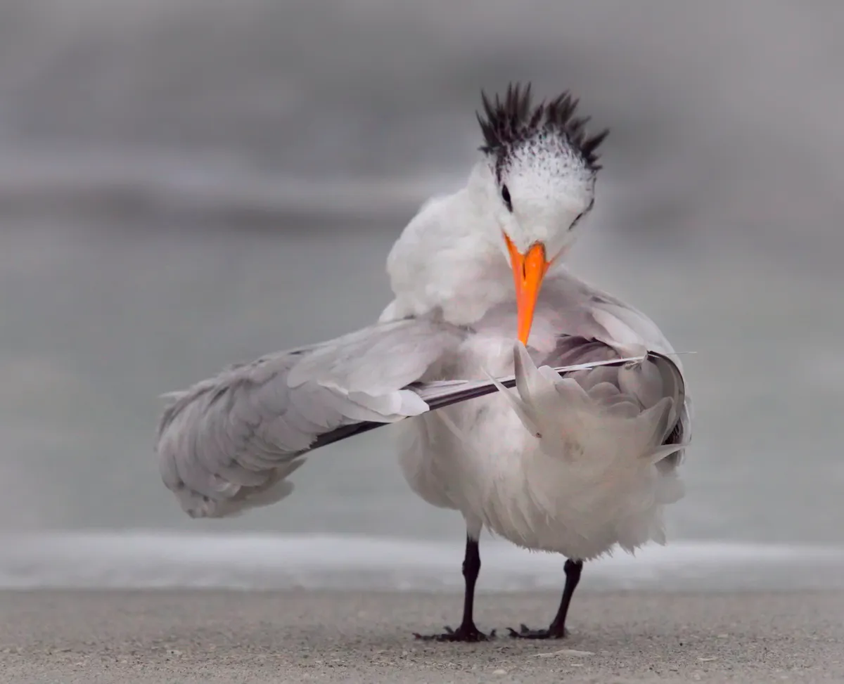 Tern tuning its wings in Florida (US). © Danielle D'Ermo