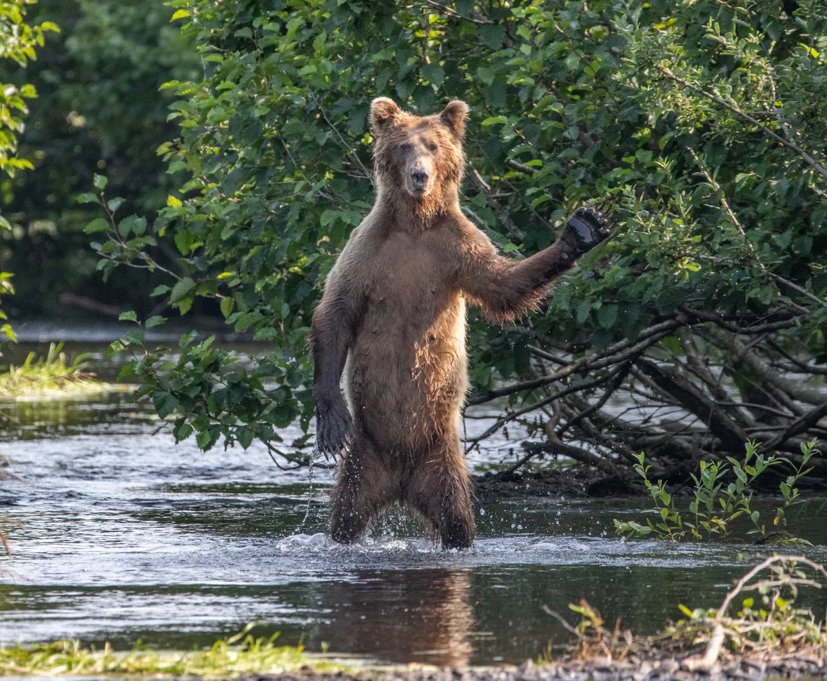 Hi yall: Brown bear in Alaska (US). © Eric Fisher (US)